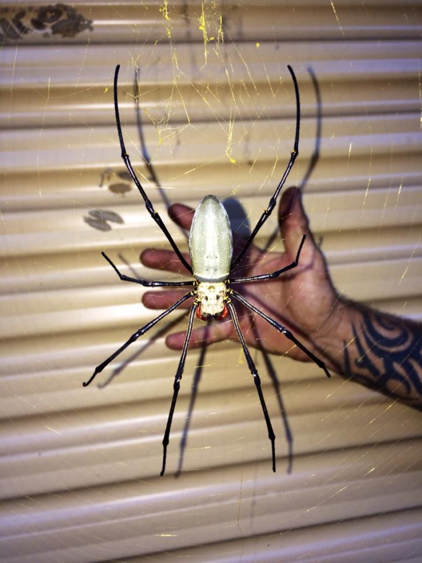 Meanwhile in Australia… A giant spider blocked the entrance to the courtyard
