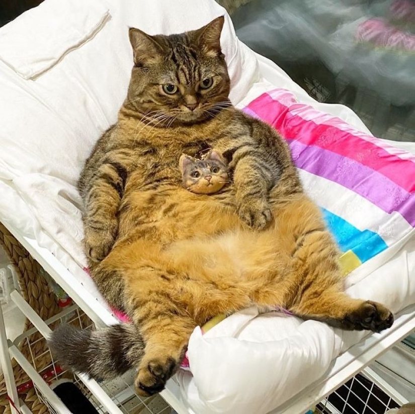 Meet Mango — the most charismatic cat of the Network! Meet Mango — the most charismatic cat of the Network!