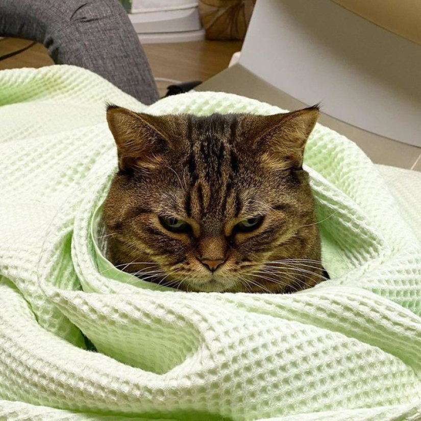 Meet Mango — the most charismatic cat of the Network! Meet Mango — the most charismatic cat of the Network!