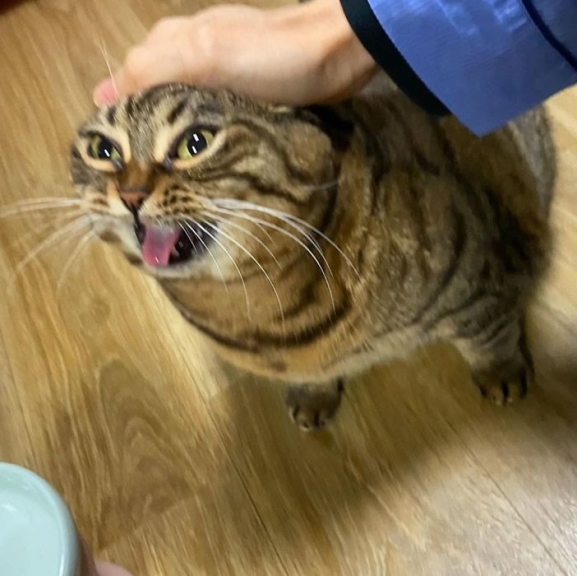 Meet Mango — the most charismatic cat of the Network! Meet Mango — the most charismatic cat of the Network!