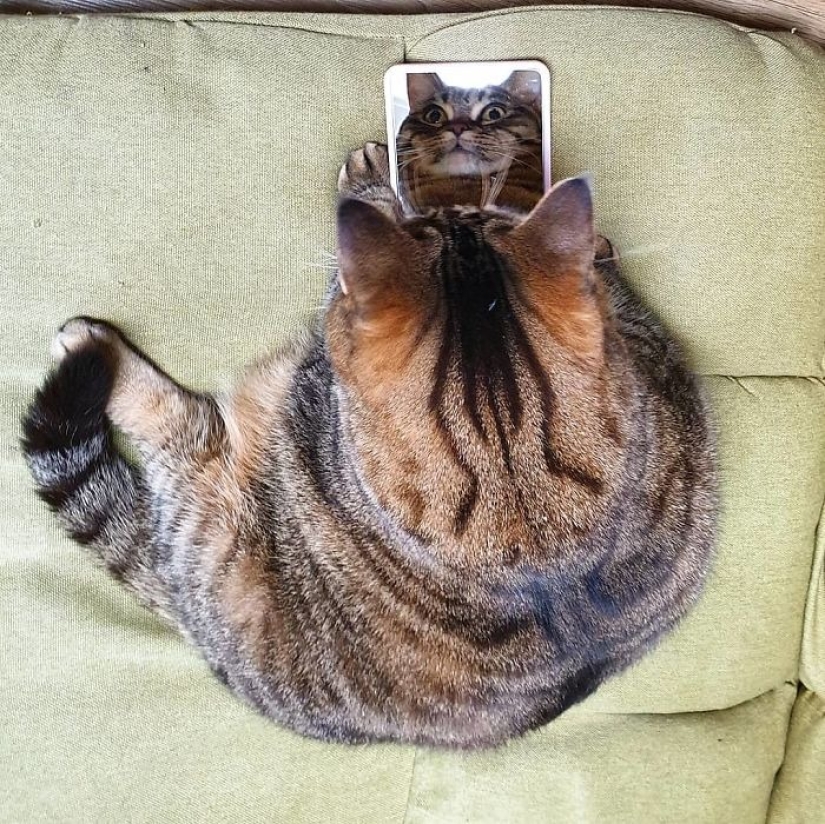 Meet Mango — the most charismatic cat of the Network! Meet Mango — the most charismatic cat of the Network!