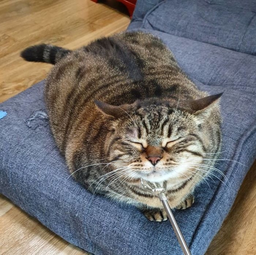 Meet Mango — the most charismatic cat of the Network! Meet Mango — the most charismatic cat of the Network!