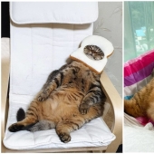 Meet Mango — the most charismatic cat of the Network!