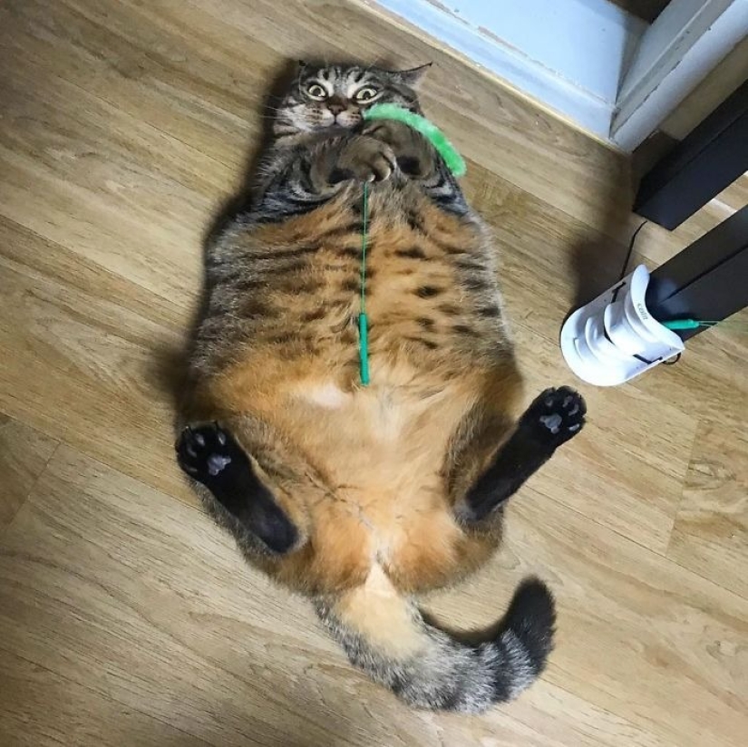 Meet Mango — the most charismatic cat of the Network! Meet Mango — the most charismatic cat of the Network!