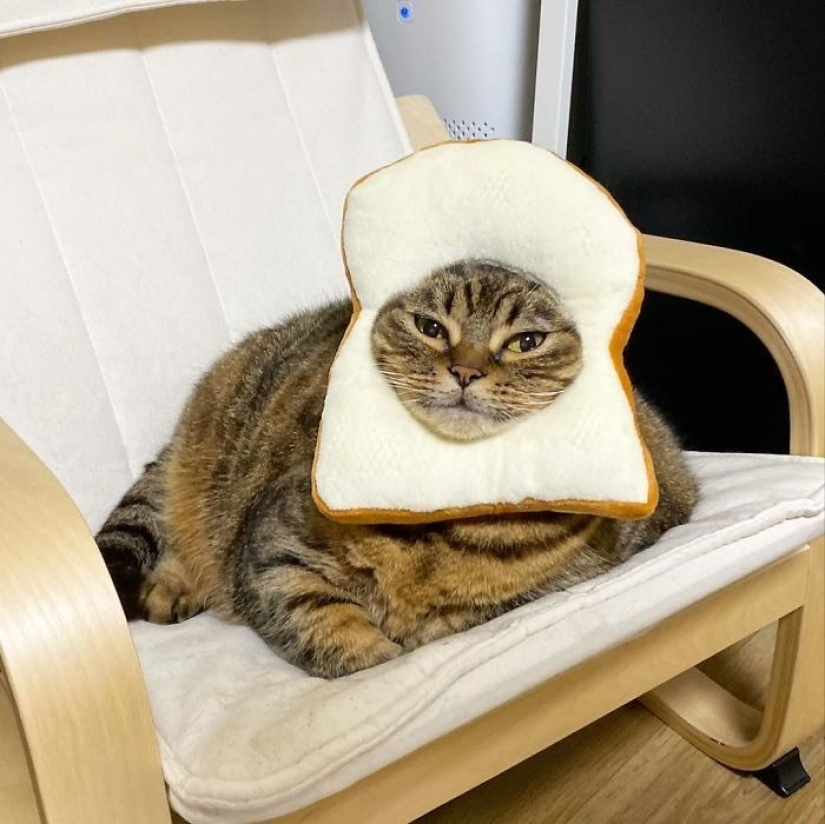 Meet Mango — the most charismatic cat of the Network! Meet Mango — the most charismatic cat of the Network!