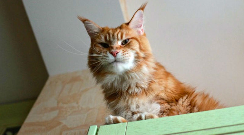 Megapositive: a funny story about the training of seals and their owners Megapositive: a funny story about the training of seals and their owners