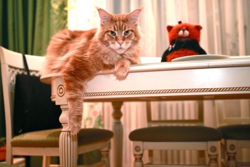 Megapositive: a funny story about the training of seals and their owners Megapositive: a funny story about the training of seals and their owners