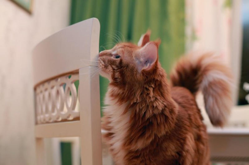 Megapositive: a funny story about the training of seals and their owners Megapositive: a funny story about the training of seals and their owners