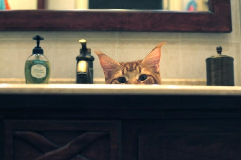 Megapositivo: una historia divertida sobre el entrenamiento de focas y sus dueños Megapositivo: una historia divertida sobre el entrenamiento de focas y sus dueños