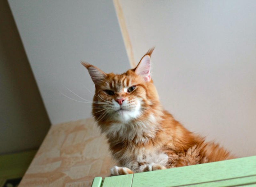 Megapositivo: una historia divertida sobre el entrenamiento de focas y sus dueños Megapositivo: una historia divertida sobre el entrenamiento de focas y sus dueños