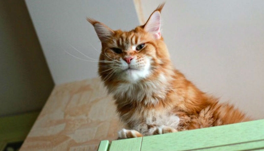 Megapositivo: una historia divertida sobre el entrenamiento de focas y sus dueños