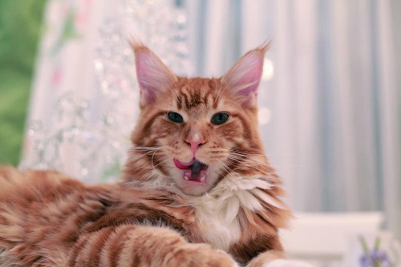 Megapositivo: una historia divertida sobre el entrenamiento de focas y sus dueños Megapositivo: una historia divertida sobre el entrenamiento de focas y sus dueños