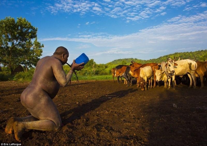 Men of the Ethiopian tribe drink blood with milk to get the title of the fattest inhabitant of the village Men of the Ethiopian tribe drink blood with milk to get the title of the fattest inhabitant of the village