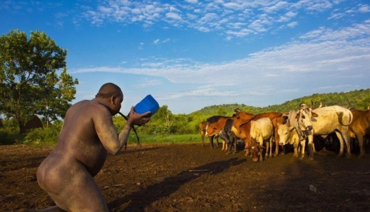 Men of the Ethiopian tribe drink blood with milk to get the title of the fattest inhabitant of the village Men of the Ethiopian tribe drink blood with milk to get the title of the fattest inhabitant of the village