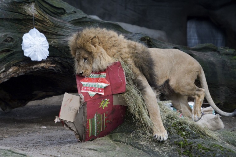Merry Christmas, Mr. Tiger! How zoo residents opened gifts Merry Christmas, Mr. Tiger! How zoo residents opened gifts