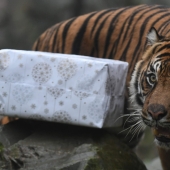 Merry Christmas, Mr. Tiger! How zoo residents opened gifts