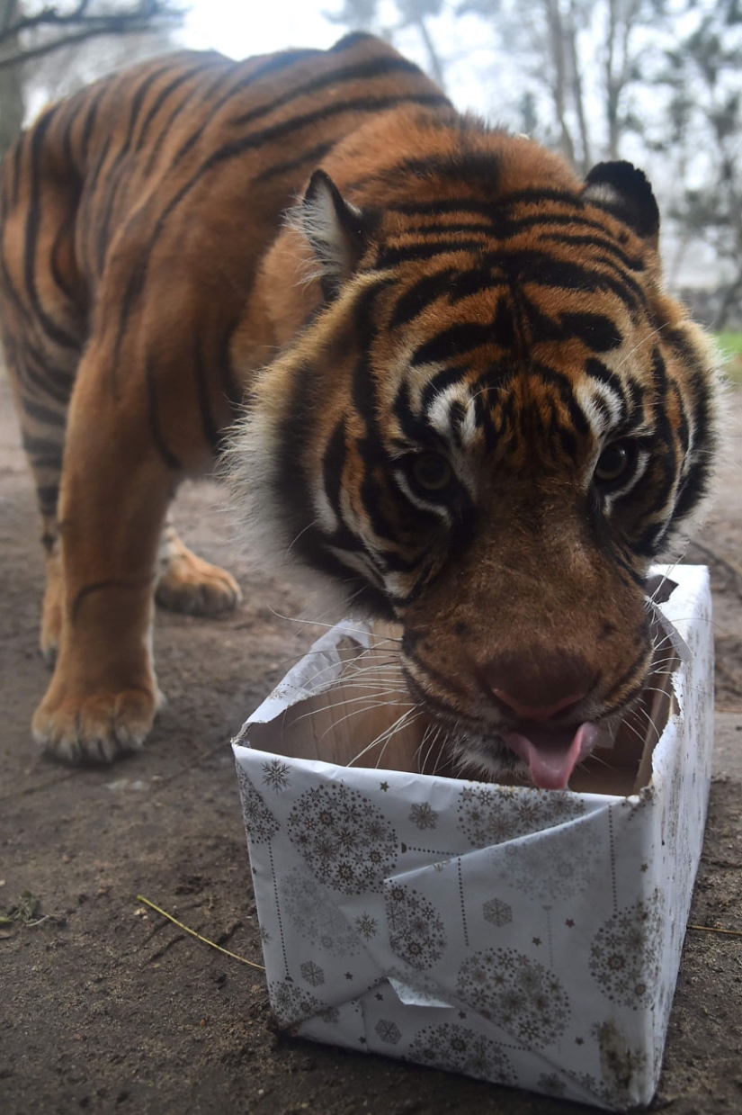 Merry Christmas, Mr. Tiger! How zoo residents opened gifts Merry Christmas, Mr. Tiger! How zoo residents opened gifts