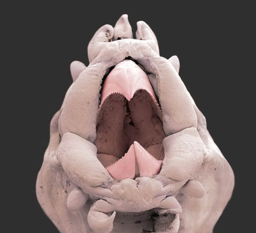 Micro-monsters from the depths of the sea Micro-monsters from the depths of the sea