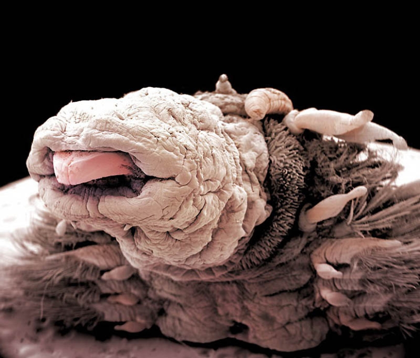 Micro-monsters from the depths of the sea Micro-monsters from the depths of the sea