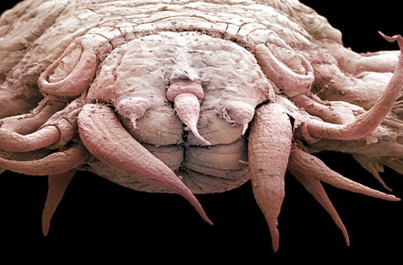 Micro-monsters from the depths of the sea Micro-monsters from the depths of the sea