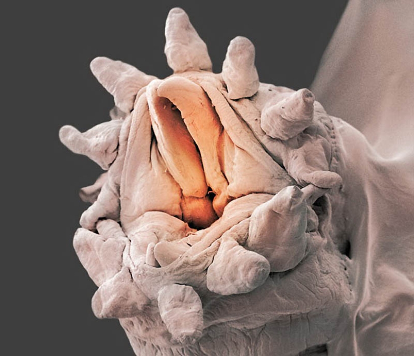 Micro-monsters from the depths of the sea Micro-monsters from the depths of the sea