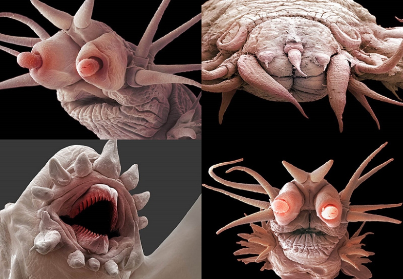 Micro-monstruos de las profundidades del mar Micro-monstruos de las profundidades del mar