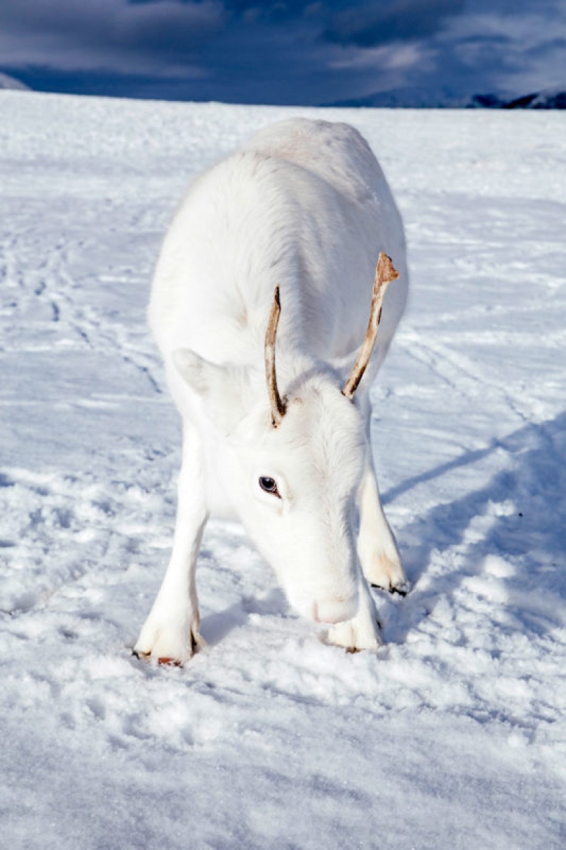 Milagro prenavideño: un raro cervatillo blanco como la nieve llegó al fotógrafo en Noruega
