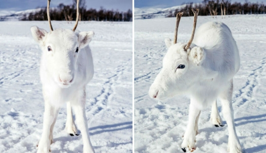 Milagro prenavideño: un raro cervatillo blanco como la nieve llegó al fotógrafo en Noruega