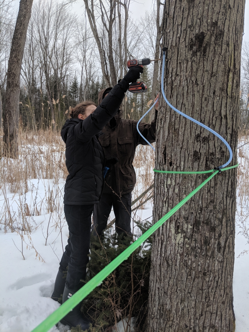 Milk a tree, or How to collect maple juice for a delicious syrup Milk a tree, or How to collect maple juice for a delicious syrup