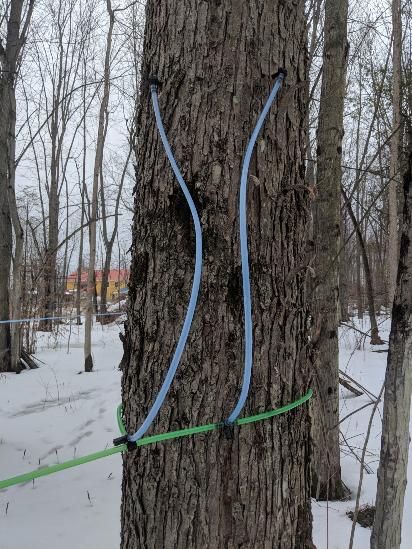 Milk a tree, or How to collect maple juice for a delicious syrup Milk a tree, or How to collect maple juice for a delicious syrup