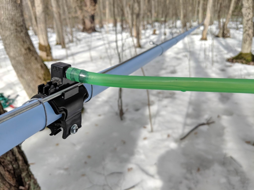 Milk a tree, or How to collect maple juice for a delicious syrup Milk a tree, or How to collect maple juice for a delicious syrup