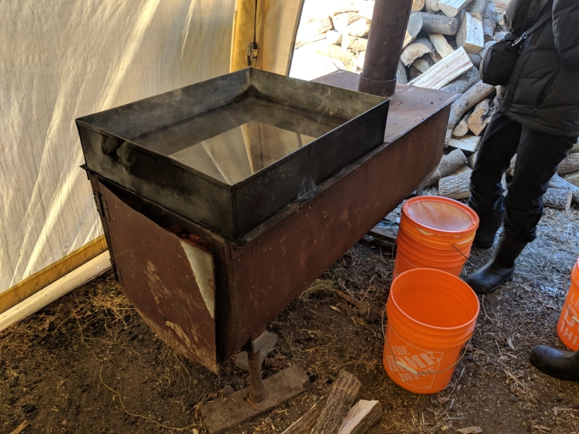Milk a tree, or How to collect maple juice for a delicious syrup Milk a tree, or How to collect maple juice for a delicious syrup