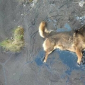 Miraculous rescue of a dog from a tar trap