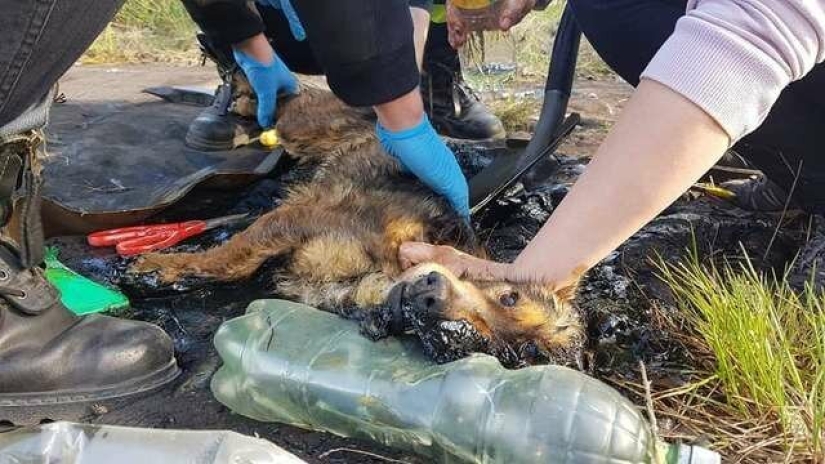Miraculous rescue of a dog from a tar trap