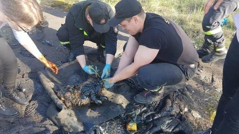 Miraculous rescue of a dog from a tar trap
