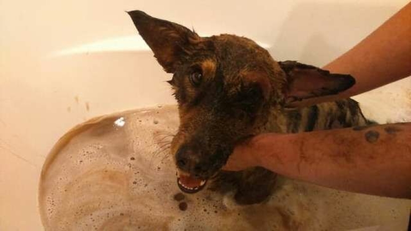Miraculous rescue of a dog from a tar trap