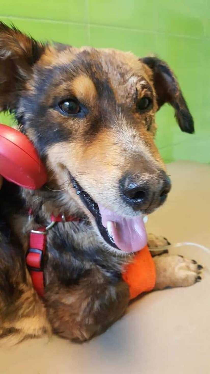 Miraculous rescue of a dog from a tar trap