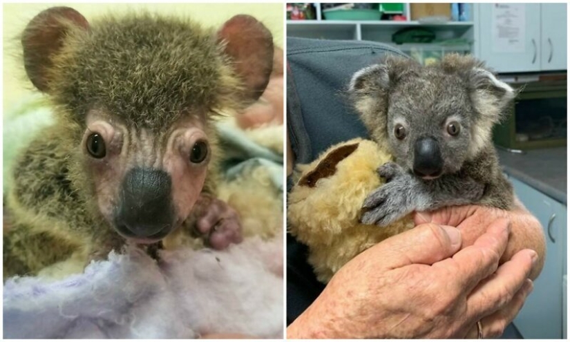 Miraculous transformation of baby koala rescued from Australian fires