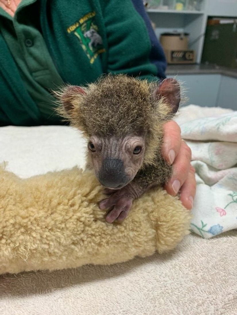 Miraculous transformation of baby koala rescued from Australian fires
