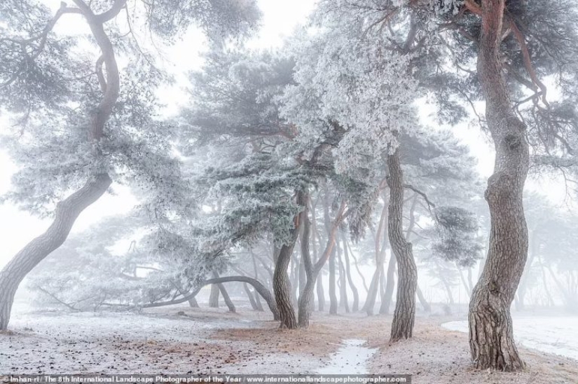 Misty valleys, magical forests and monstrous storms: Incredible 2021 International Landscape Photographer of the Year winners announced