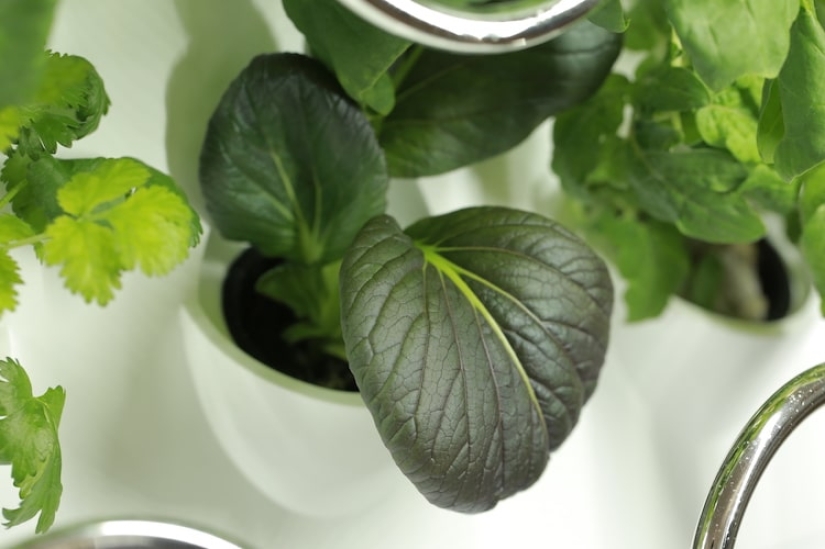 Mobile IT garden: up to 30 plants can grow simultaneously in an innovative indoor garden