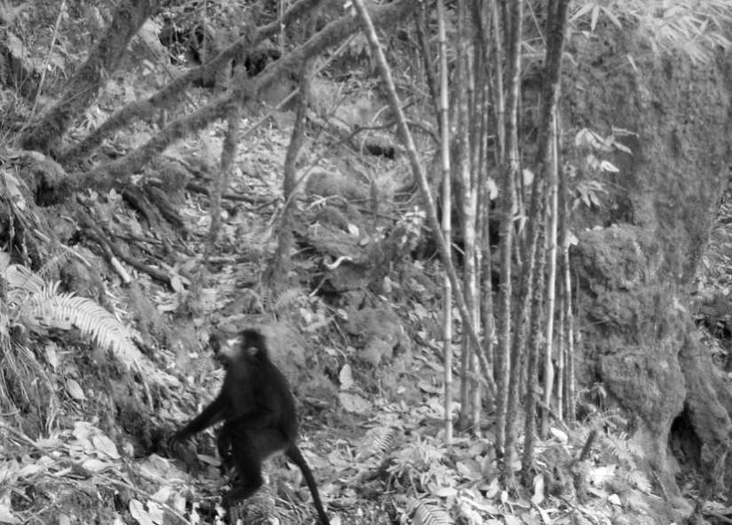 More than 200 new species of animals and plants discovered in the Himalayas