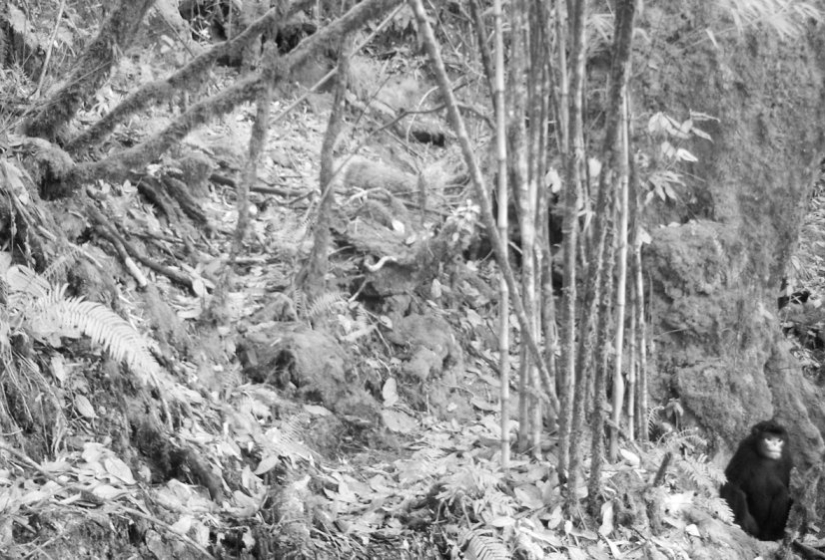 More than 200 new species of animals and plants discovered in the Himalayas