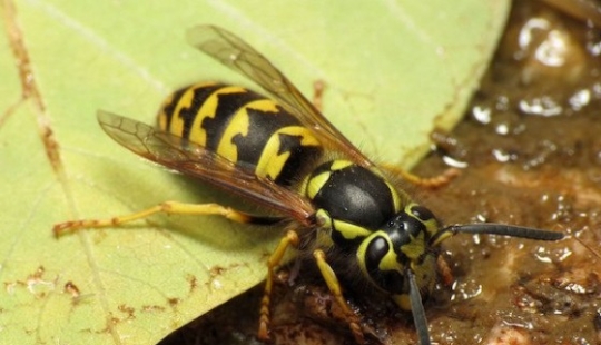 Most Painful Insect Stings