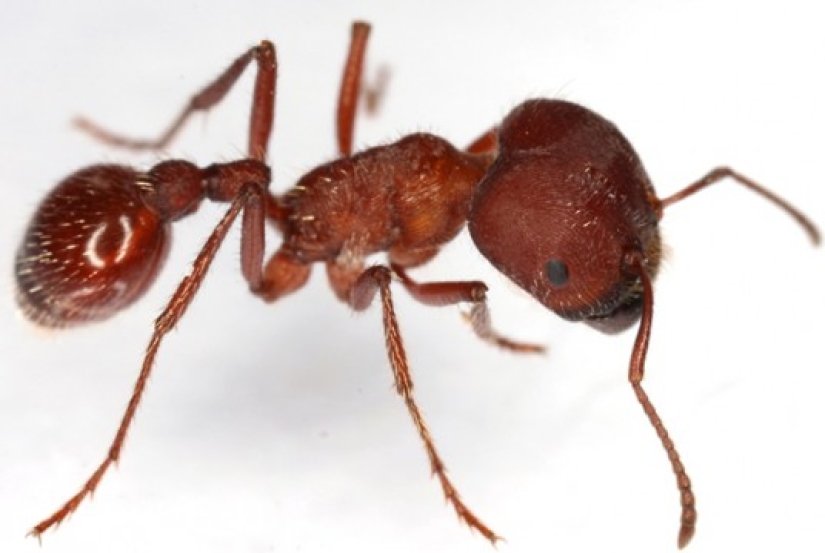 Most Painful Insect Stings Most Painful Insect Stings