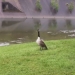 Mother goose "pidió" a un policía que salvara a un polluelo en problemas