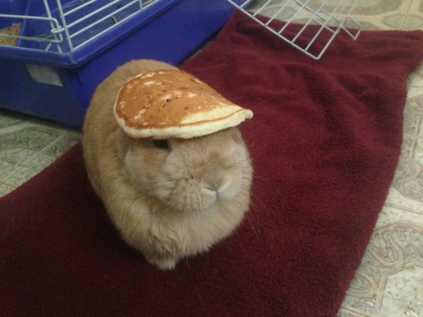 ¡Mírate, Carnestolendas! Bueno, vamos a chistes sobre panqueques ¡Mírate, Carnestolendas! Bueno, vamos a chistes sobre panqueques