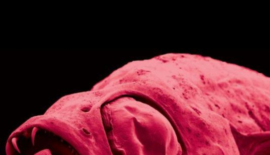 Más de 200 nuevas especies de animales y plantas descubiertas en el Himalaya