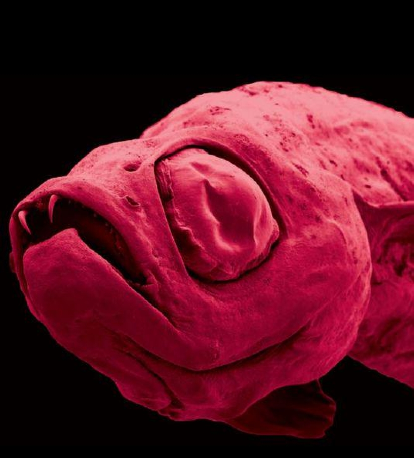 Más de 200 nuevas especies de animales y plantas descubiertas en el Himalaya Más de 200 nuevas especies de animales y plantas descubiertas en el Himalaya