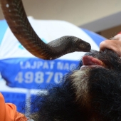 Nagapanchami is a Hindu holiday when everyone is cajoling snakes instead of work
